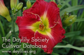 Daylily Red Done Right
